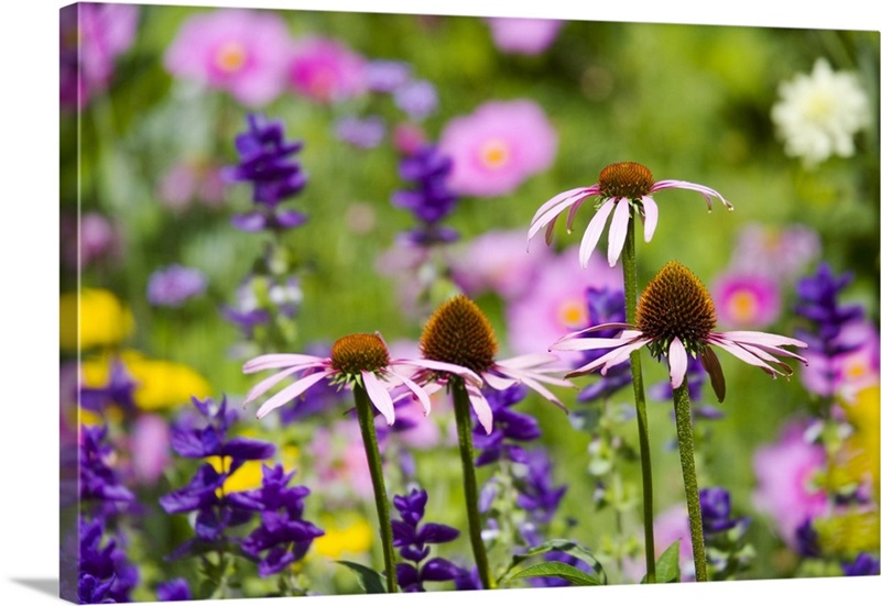 Echinacea Or Coneflowers And Other Herbaceous Perennials In The Botanic Garden In Oxford Wall