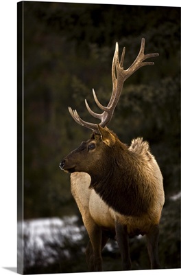 Elk (Cervus Canadensis) Bull Looking To The Side