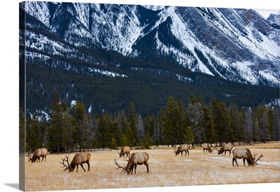 Elk In Jasper National Park, Alberta, Canada