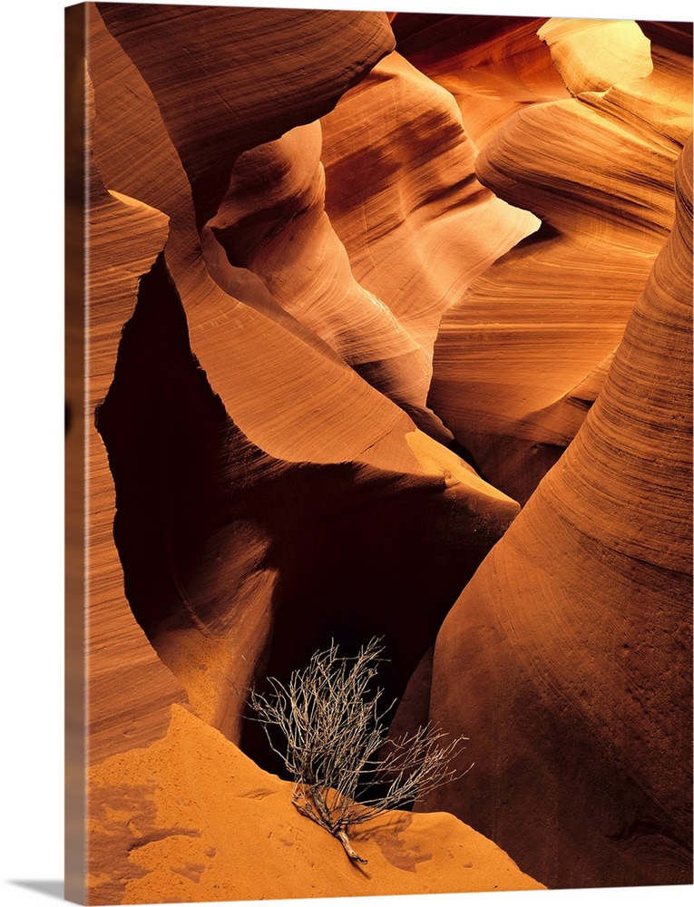 Large vertical photograph of an eroded canyon. Single tumbleweed branch in foreground amplifies vastness and emptiness of ...