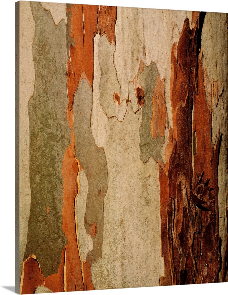 Eucalyptus bark, mount usher, co Wicklow, Ireland.