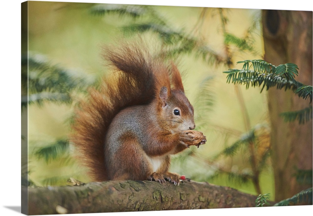 Eurasian red squirrel (Sciurus vulgaris), Bavaria, Germany