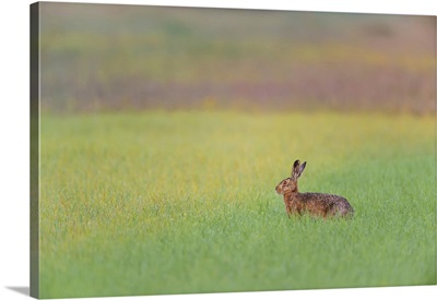 European Brown Hare In Grain Field, Weissenburg-Gunzenhausen, Bavaria, Germany