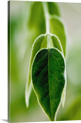 Evergreen Shrub (Osmanthus X Burkwoodii) Leaves