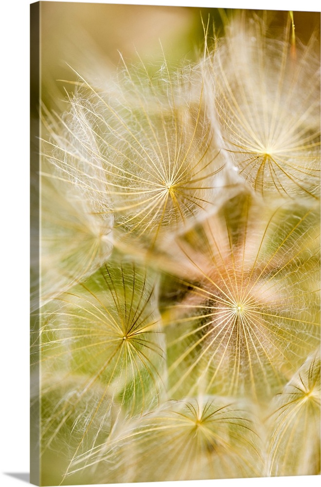 Extreme close-up of a dandelion seed head; Naramata, British Columbia, Canada