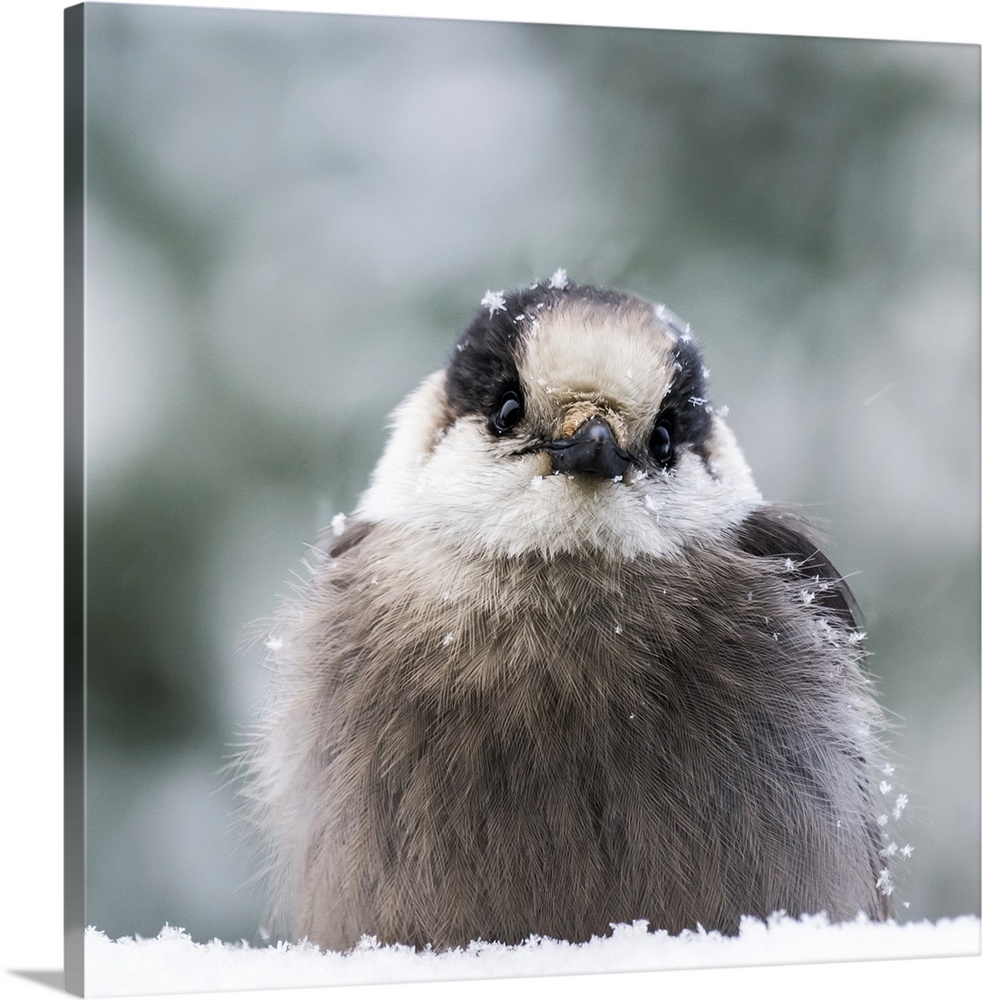Extreme close-up of a Grey Jay (Perisoreus canadensis) sitting in the snow and covered with snowflakes in winter; Ontario,...