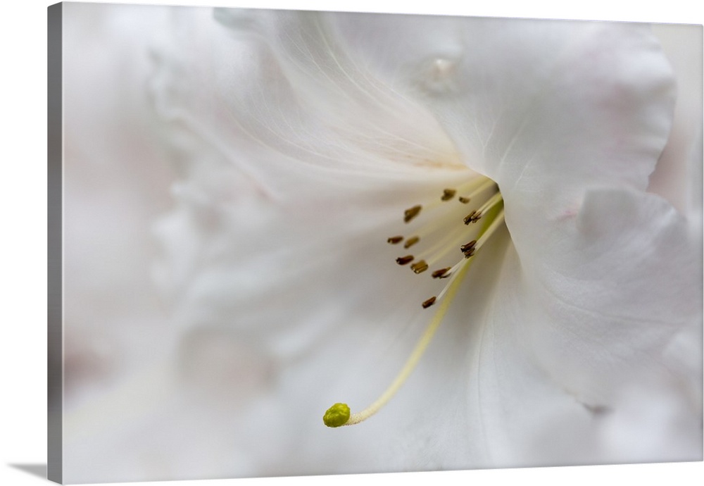 Extreme close-up of a white lily in the Japanese Gardens; Mayne Island, British Columbia, Canada