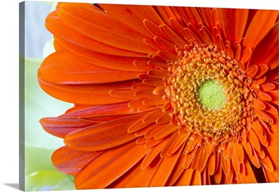Extreme close-up of an orange gerber daisy in bloom