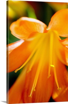 Extreme Close-Up Of Bright Orange Day Lily
