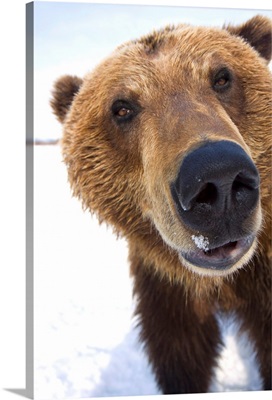 Extreme Close-Up Of Brown Bear, Alaska Wildlife Conservation Center
