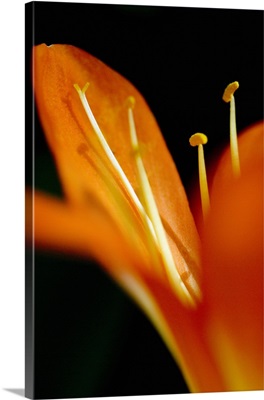 Extreme Close-Up Of Orange Day Lily Petals