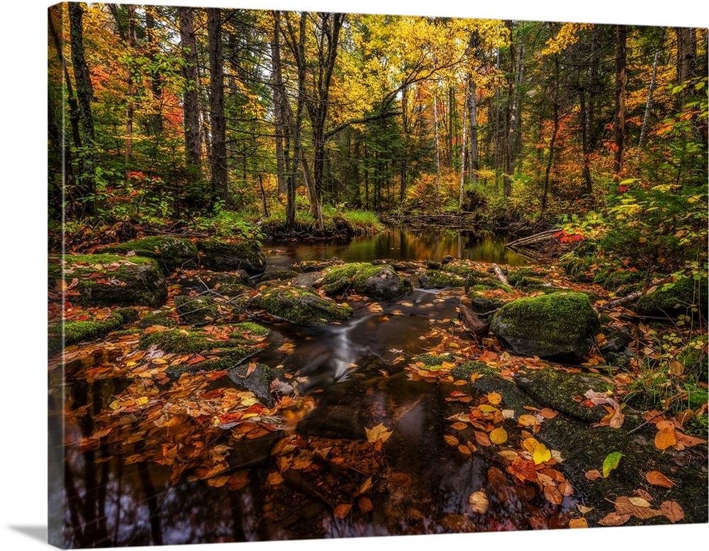 Fall colours along a remote stream in rural Ontario, Algonquin Provincial Park; Ontario, Canada.
