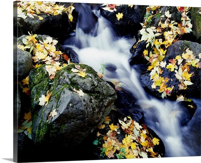 Fall Leaves Among Rocks On A River