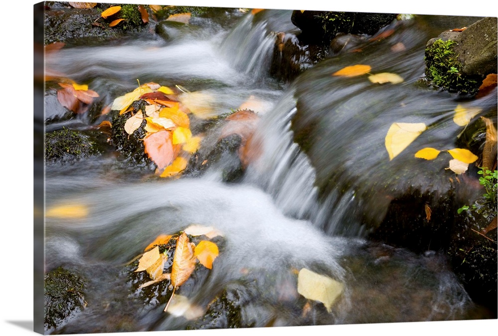 Fall Leaves In Rushing Water