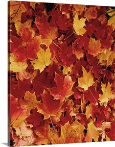 Fallen Maple Leaves Wall Art, Canvas Prints, Framed Prints, Wall Peels