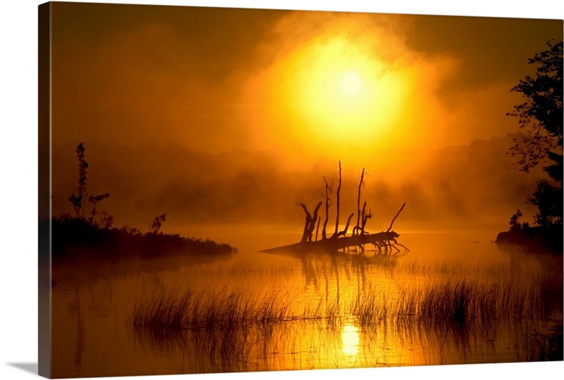 Fallen Tree In Misty Sunrise At Shubenacadie, Nova Scotia, Canada