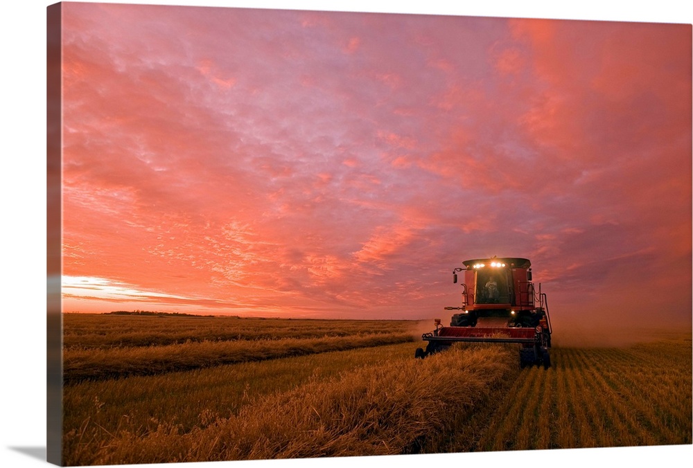 Farmer Harvesting Oat Crop With A Combine At Dusk, Manitoba, Canada