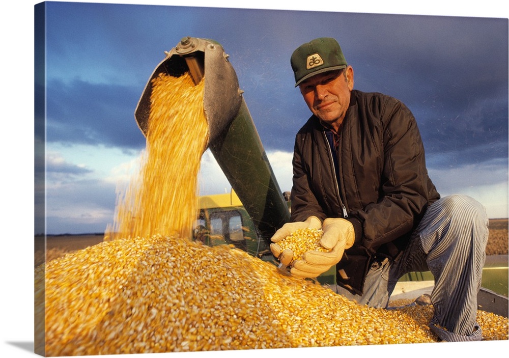 Farmer in a grain wagon holding grain corn while combine is augering
