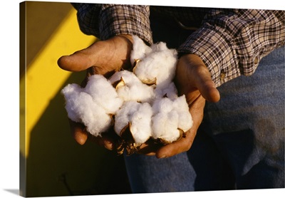 Farmers hands holding mature harvested cotton bolls, Childress, Texas
