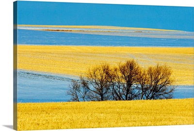 Farmland In Winter, Near Bengough, Saskatchewan, Canada