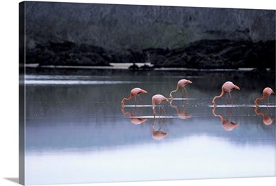 Feeding Flamingos, Floreana Islands, Galapagos Archipelago, Ecuador
