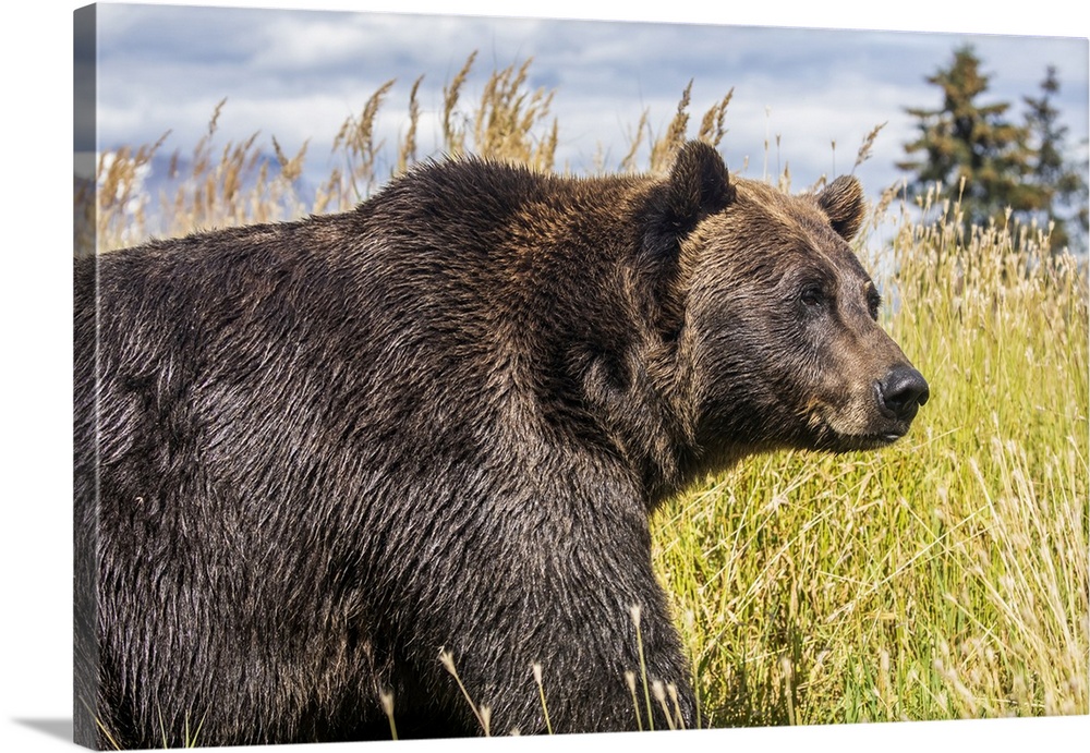 Female Brown bear (Ursus arctic), captive animal, Alaska Wildlife Conservation Center; Portage, Alaska, United States of A...
