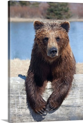 Female Brown Bear At The Alaska Wildlife Conservation Center, Alaska