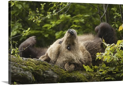 Female Brown Bear Lying On Rock, Bavarian Forest National Park, Bavaria, Germany