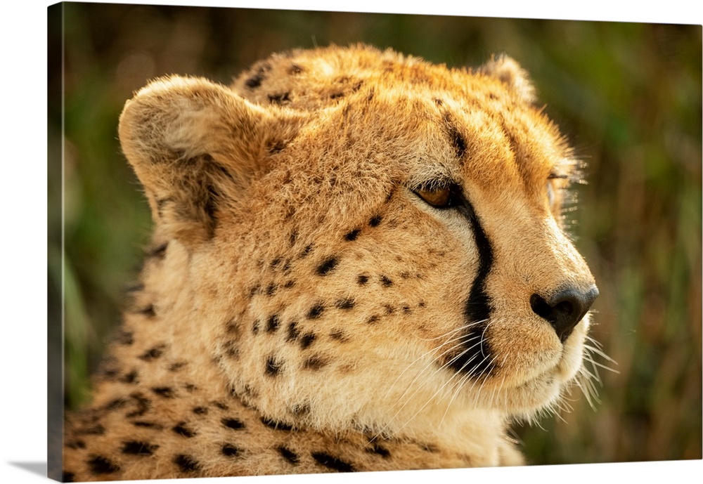 Close-up of female cheetah (acinonyx jubatus) head facing right, klein's camp, Serengeti national park, Tanzania.