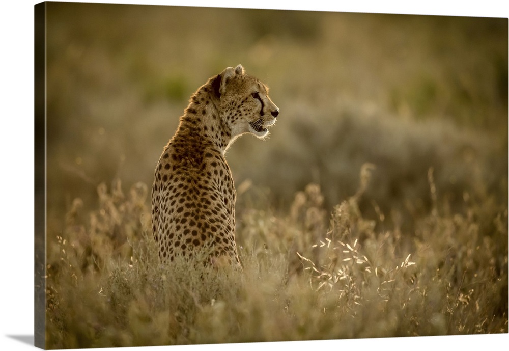 Female cheetah (acinonyx jubatu) sits in grass facing right, Serengeti national park, Tanzania.