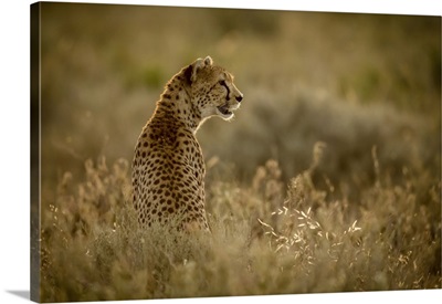 Female Cheetah Sits In Grass Facing Right, Serengeti National Park, Tanzania