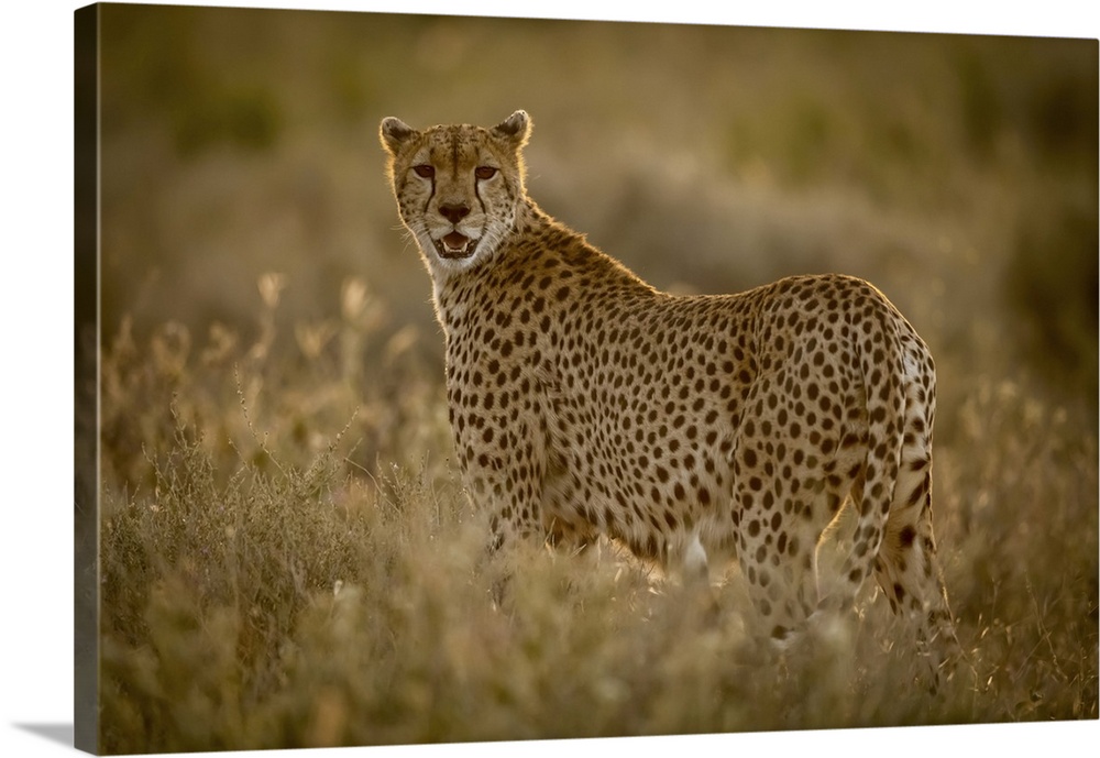 Female cheetah (acinonyx jubatu) stands in grass watching camera, Serengeti national park, Tanzania.