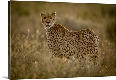 Female Cheetah Stands In Grass Watching Camera, Serengeti National Park, Tanzania