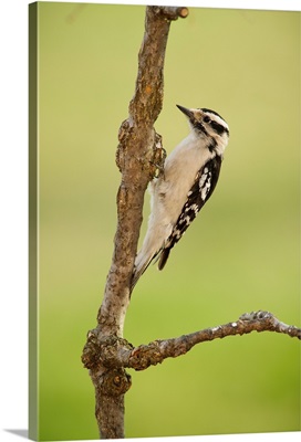 Female downy woodpecker on a tree branch, Ohio United States of America