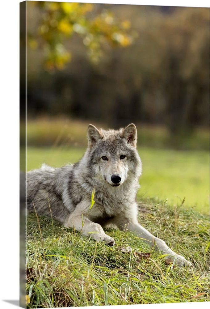 Wolves - Alaska Wildlife Conservation Center