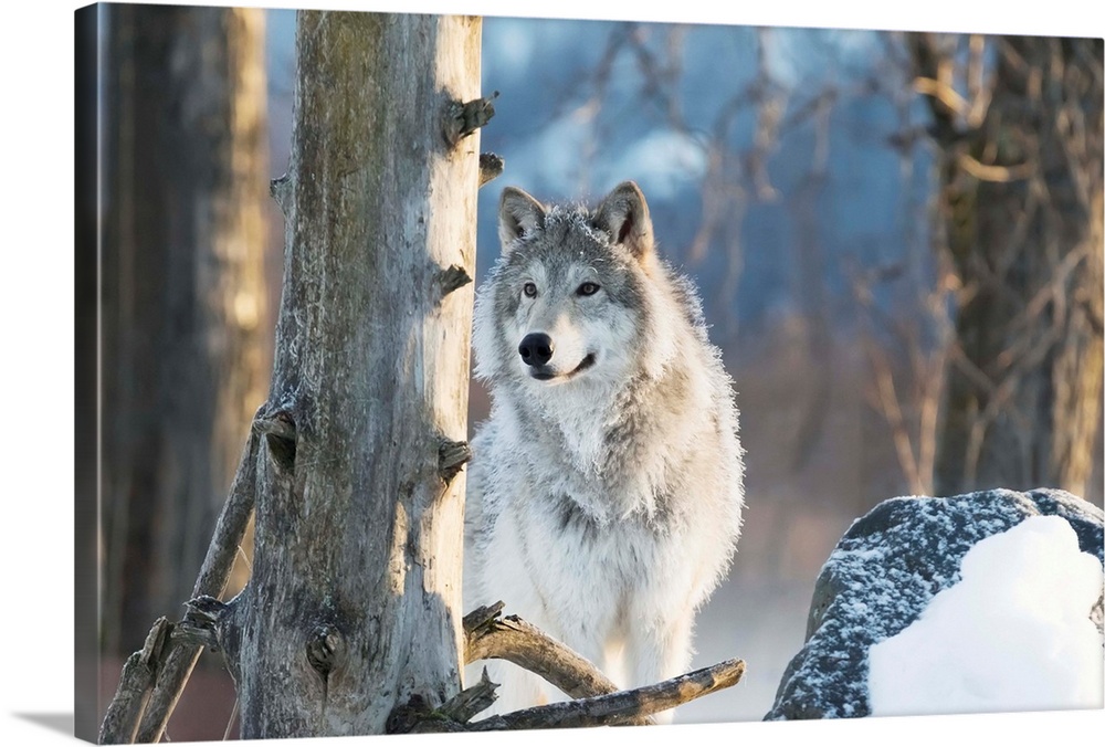 Female Gray Wolf (canis lupus), captive, Alaska Wildlife Conservation Center, Portage, Alaska, United States of America.