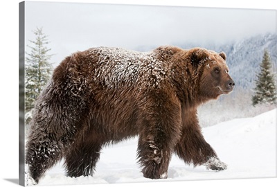 Female Grizzly Walks Through Snow, Wildlife Conservation Center, Alaska