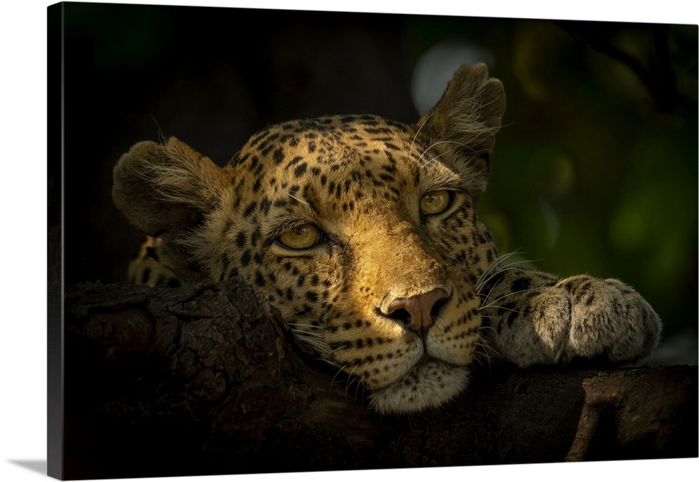 Close-up portrait of a female leopard (Panthera pardus) lying in dappled sunlight with her head resting on a tree branch, ...