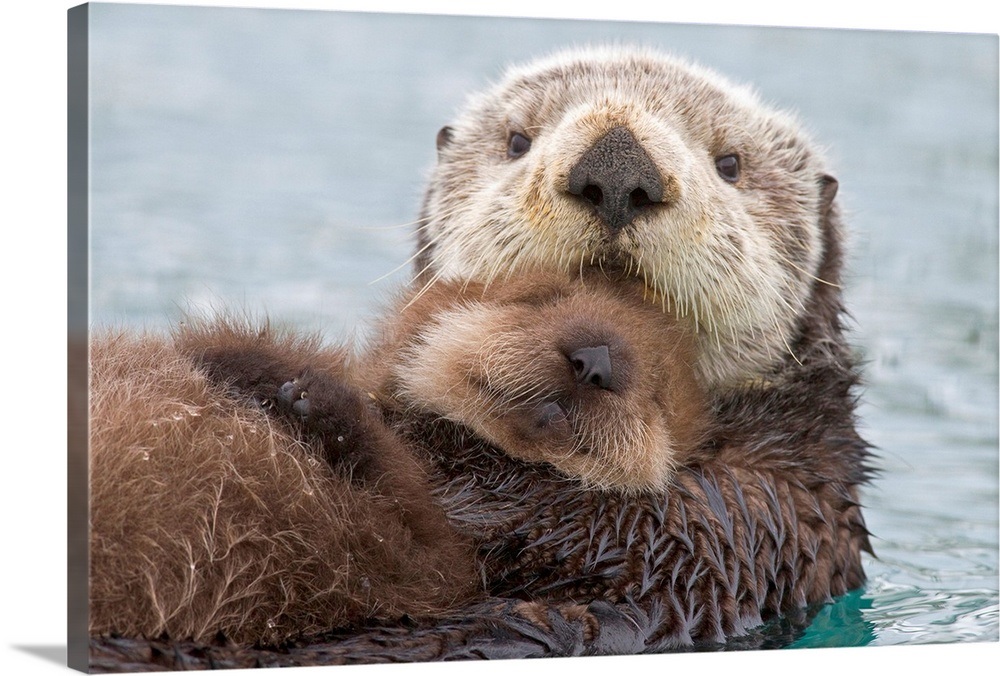 female-sea-otter-holding-newborn-pup-out-of-water-prince-william-sound