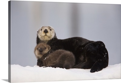 Female Sea Otter On A Snow Mound With Newborn Pup, Prince William Sound, Alaska