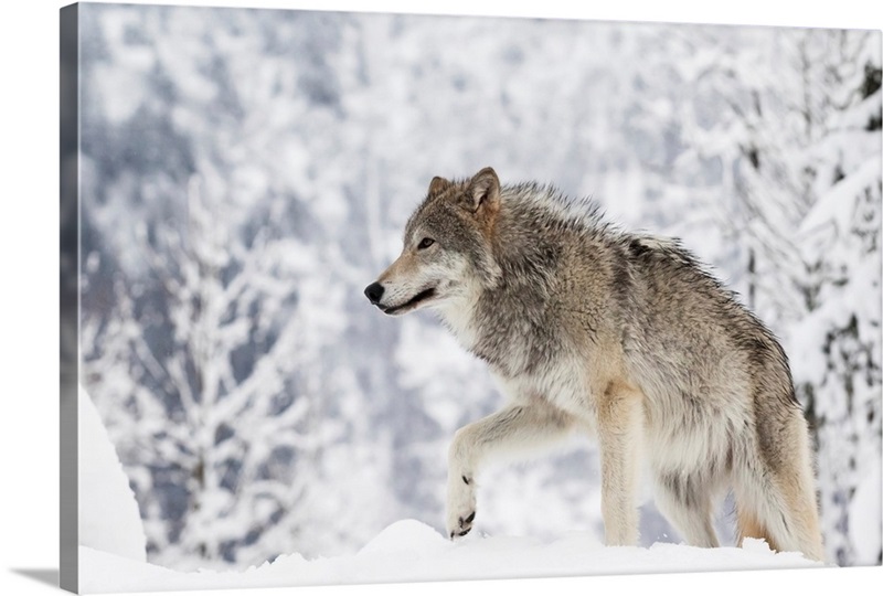 Female Tundra Wolf in snow Wall Art, Canvas Prints, Framed Prints, Wall ...