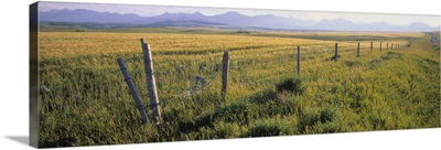 Fence And Barley Crop, Near Waterton Lakes National Park, Alberta, Canada