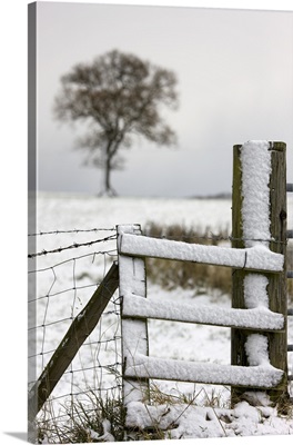 Fence In Winter