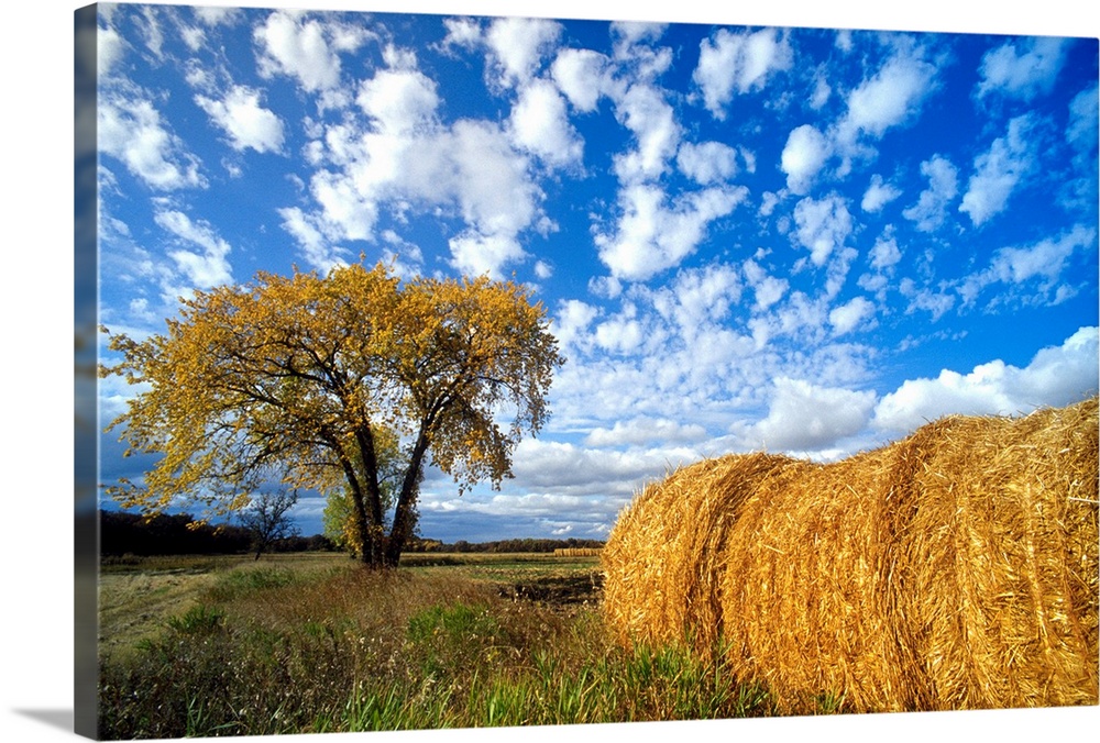 Field And Straw Rolls, St. Adolphe, Manitoba, Canada