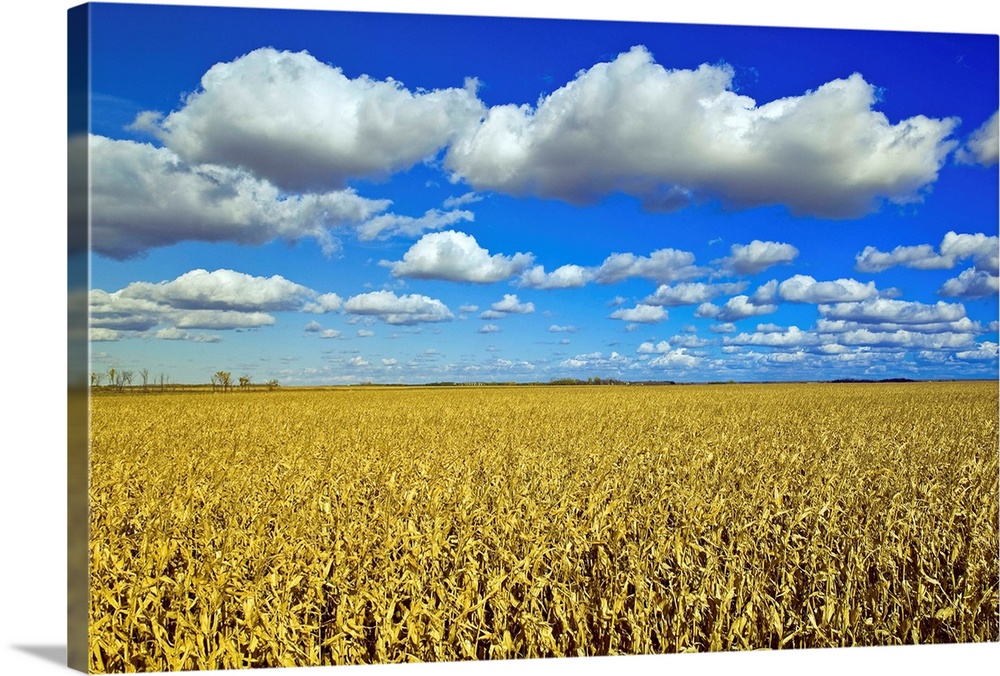 Field Of Feed/Grain Corn Stretches To The Horizon, Manitoba, Canada