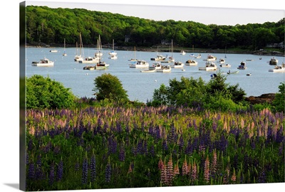 Field of flowering lupines in front of a boat-filled Round Pond.; Round Pond, Maine.