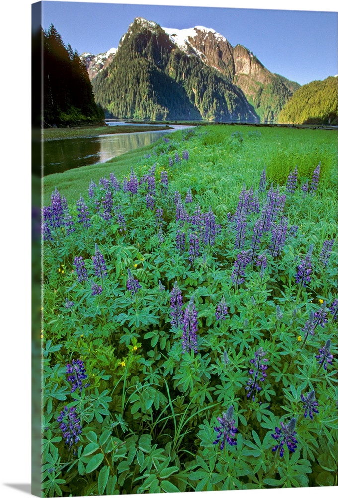 Field of Lupine & Rudyerd River Misty Fjords Monument