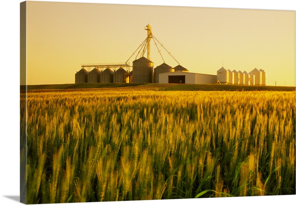 Field of maturing winter wheat in early morning light with grain bins in the background