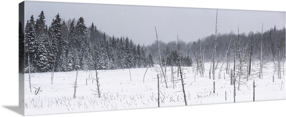 Field of snow in a forest during a winter storm; Mont Saint Saveur, Quebec, Canada