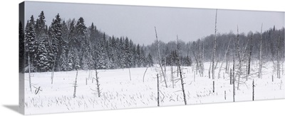 Field Of Snow In A Forest During A Winter Storm, Mont Saint Saveur, Quebec, Canada